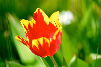 Couleurs vives_4543922453_l.jpg